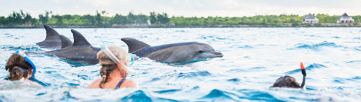 Swimming with Dolphin - Kimkazi